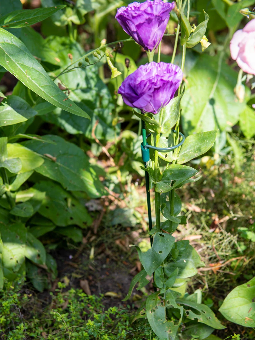 Peacock Mini Plant Support Rings 4", Set Of 2 3 Peacock Mini Plant Support Rings 4", Set Of 2