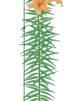 Peacock Mini Plant Support Rings 8", Set Of 2 -Plant Supports Shop 8610388 Peacock8x36 tif