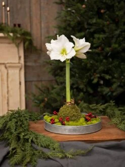 Galvanized Tray Round, 11" -Plant Supports Shop 8611084 5555 diy moss wrapped amaryllis kit
