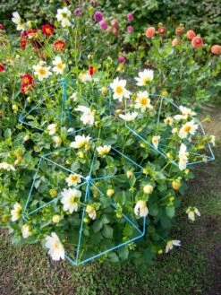 Parasol Plant Supports, Set Of 3 -Plant Supports Shop 8611129 004 tif