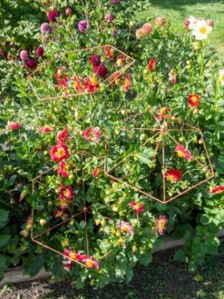 Parasol Plant Supports, Set Of 3 -Plant Supports Shop 8611129 050 tif