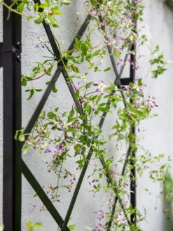 Lattice Gable Wall Trellis -Plant Supports Shop 8611130 011