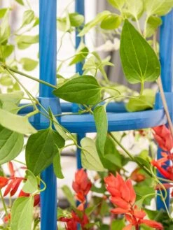 Fleur De Lis Obelisk, 67" 9 Fleur De Lis Obelisk, 67" -Plant Supports Shop 8611663 0607 tif