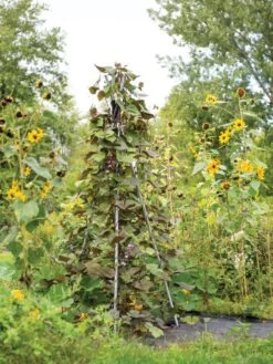 DIY Connector For Teepee Trellis -Plant Supports Shop 8611896 062 tif