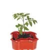 Deluxe Tomato Halos, Set Of 2 -Plant Supports Shop 8612045 2009 tif