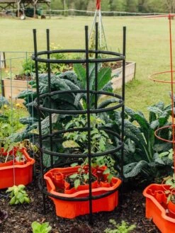 Deluxe Tomato Halos, Set Of 2 -Plant Supports Shop 8612045 228 tif