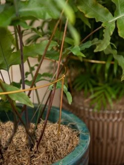 Brass Plated Grow Throughs, Set Of 2 -Plant Supports Shop 8612661 0043