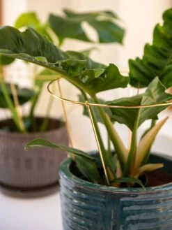 Brass Plated Grow Throughs, Set Of 2 -Plant Supports Shop 8612662 0047 brass plated grow throughs set of 2