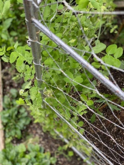 Chicken Wire Pea Trellis 17 Chicken Wire Pea Trellis -Plant Supports Shop 8612718 7312