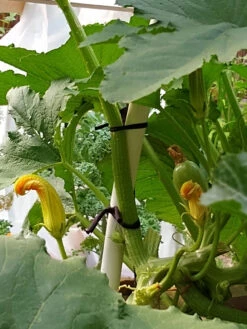 Farmyarn® Multipurpose Garden Tie, 2 Pack 17 Farmyarn® Multipurpose Garden Tie, 2 Pack -Plant Supports Shop 8612948 01v