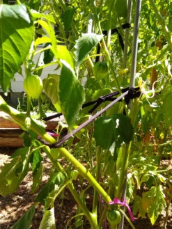 Farmyarn® Multipurpose Garden Tie, 2 Pack 16 Farmyarn® Multipurpose Garden Tie, 2 Pack -Plant Supports Shop 8612948 02v