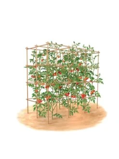 Tomato Six Pack Support 17 Tomato Six Pack Support -Plant Supports Shop 8613143 art flat