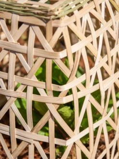 Bamboo Cloche, Set Of 2 -Plant Supports Shop 8613351 0153