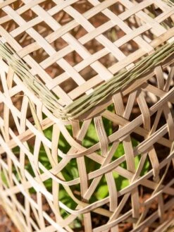 Bamboo Cloche, Set Of 2 -Plant Supports Shop 8613351 0154