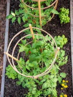 Bamboo Tomato Cages, Set Of 3 14 Bamboo Tomato Cages, Set Of 3 -Plant Supports Shop 8613426 6921