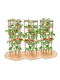 Bamboo Tomato Cages, Set Of 3 18 Bamboo Tomato Cages, Set Of 3 -Plant Supports Shop 8613426 art