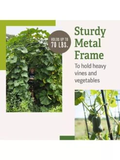 Titan Squash Tunnel -Plant Supports Shop B07932DMCR plantsupport benefits 2