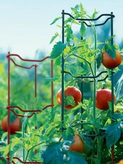 Tomato Ladders, Set Of 3 -Plant Supports Shop GS34140 001E tif