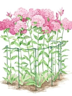 Front Page -Plant Supports Shop GS35241 02S tif