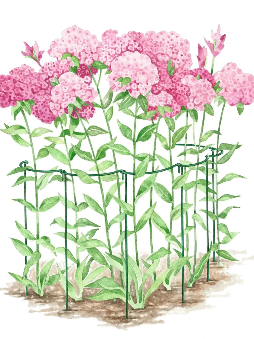 Curved Linking Stakes 4 Curved Linking Stakes - Image 2