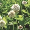 White Clover Seed, 1/2 Lb. -Plant Supports Shop GS35957 01K