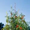 Rainbow Spiral Supports, Set Of 5 -Plant Supports Shop GS36377 01 tif
