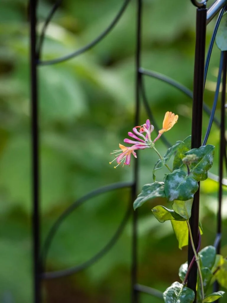 Front Page -Plant Supports Shop 8611658 026 tif 768x1024 1