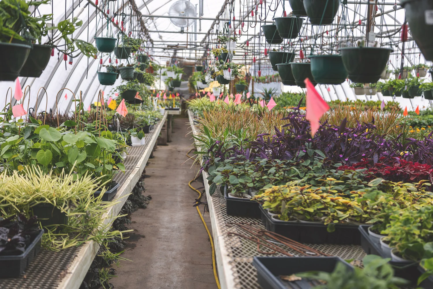 Front Page -Plant Supports Shop Houseplant greenhouse 1