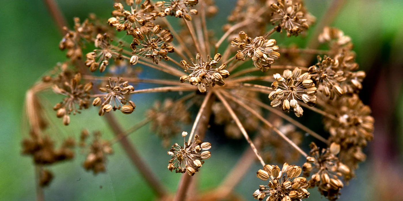 Front Page -Plant Supports Shop PA29Angleicaseedhead